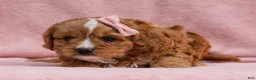 Cavapoo dogs for sale: Oralee Cavapoo Puppy - Ad 5