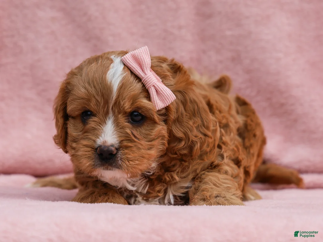 Cavapoo dogs for sale: Oralee Cavapoo Puppy - Ad 5