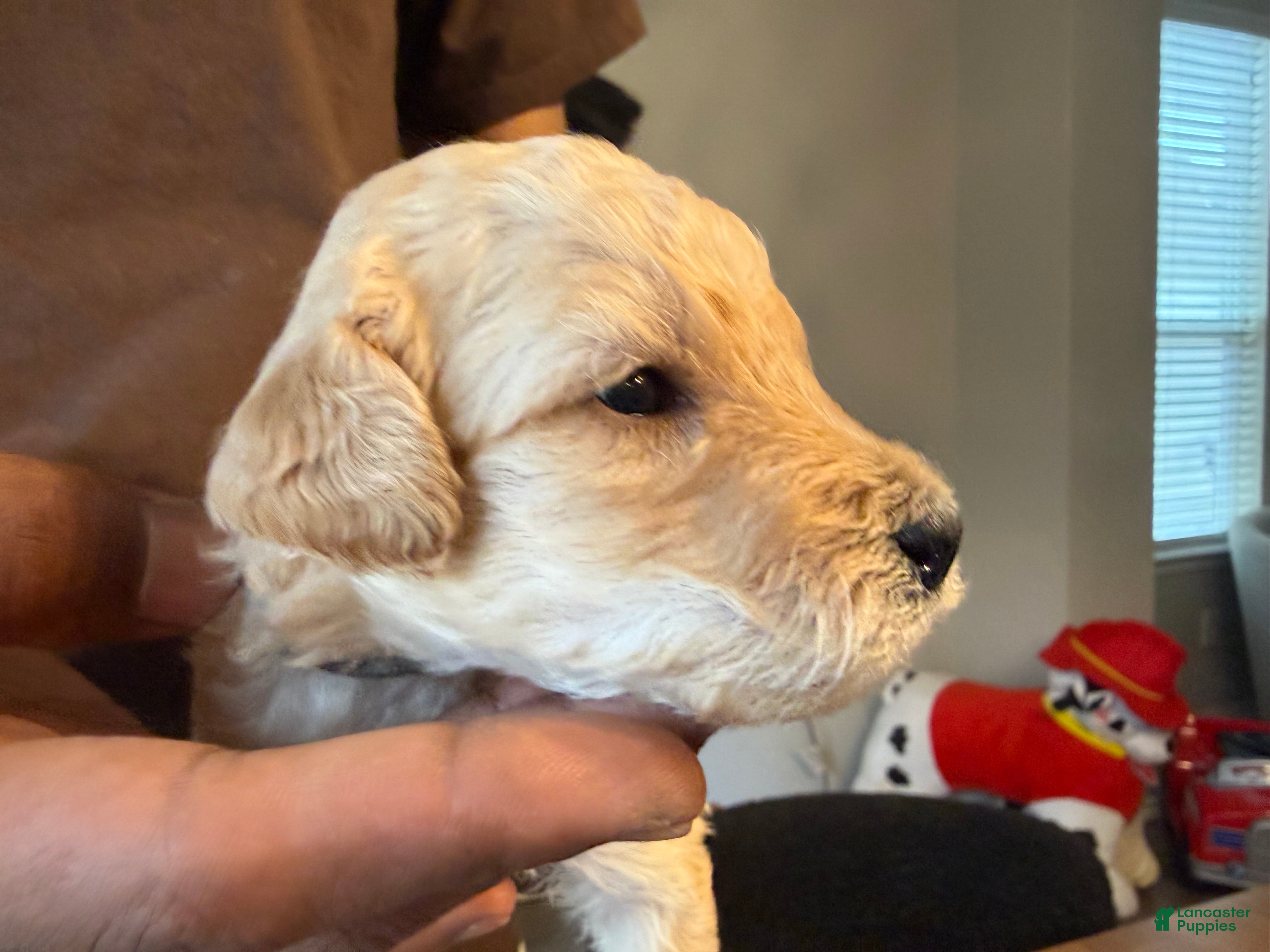 Mini Goldendoodle dogs Cartie - Ad 28