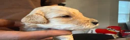 Mini Goldendoodle dogs for sale: Cartie - Ad 1