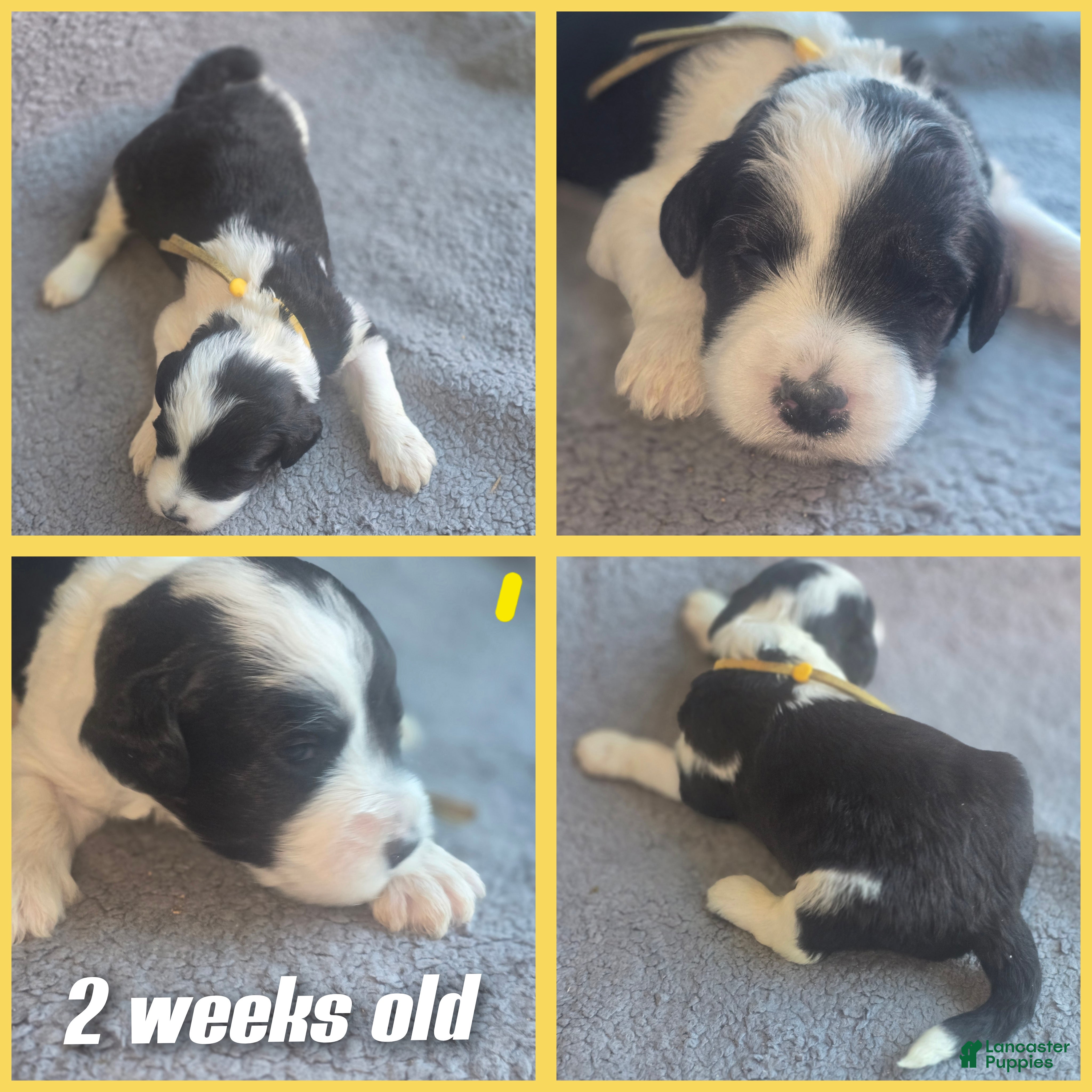 Sheepadoodle dogs Iris- yellow collar  - Ad 4