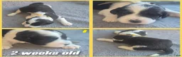 Sheepadoodle dogs for sale: Iris- yellow collar  - Ad 4