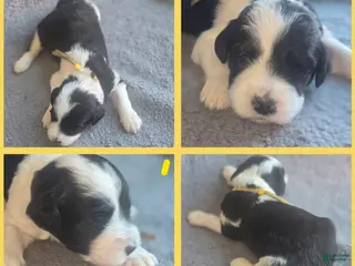 Sheepadoodle dogs Iris- yellow collar - Ad 4