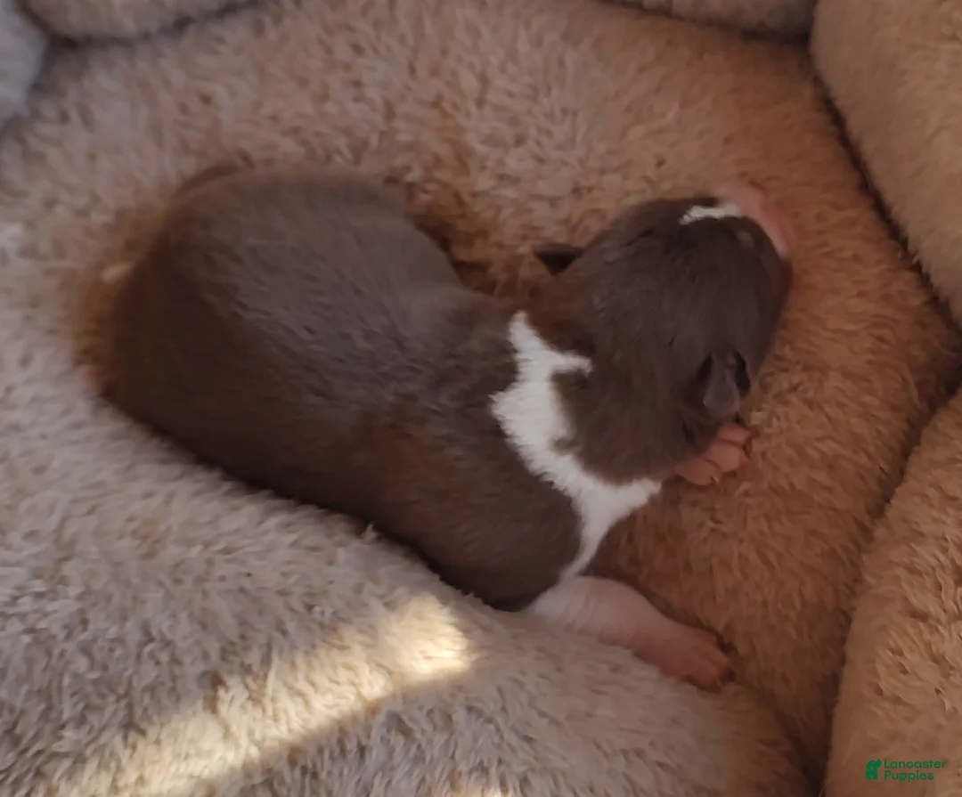 Siberian Husky dogs for sale: Siberian Husky Puppy 1 - Ad 16