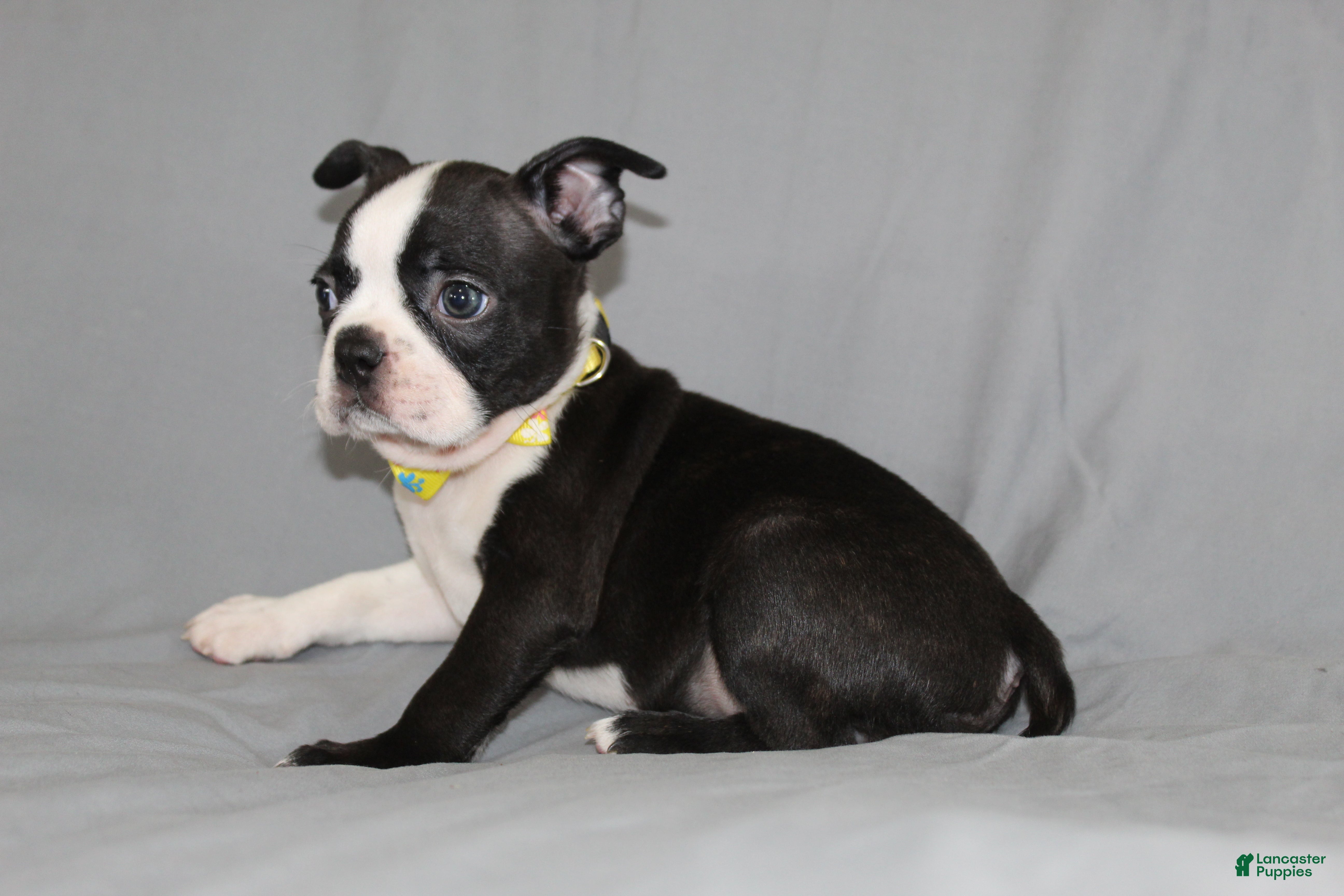 Boston Terrier dogs Daisy - Ad 2