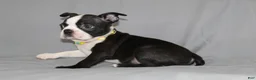 Boston Terrier dogs for sale: Daisy - Ad 2