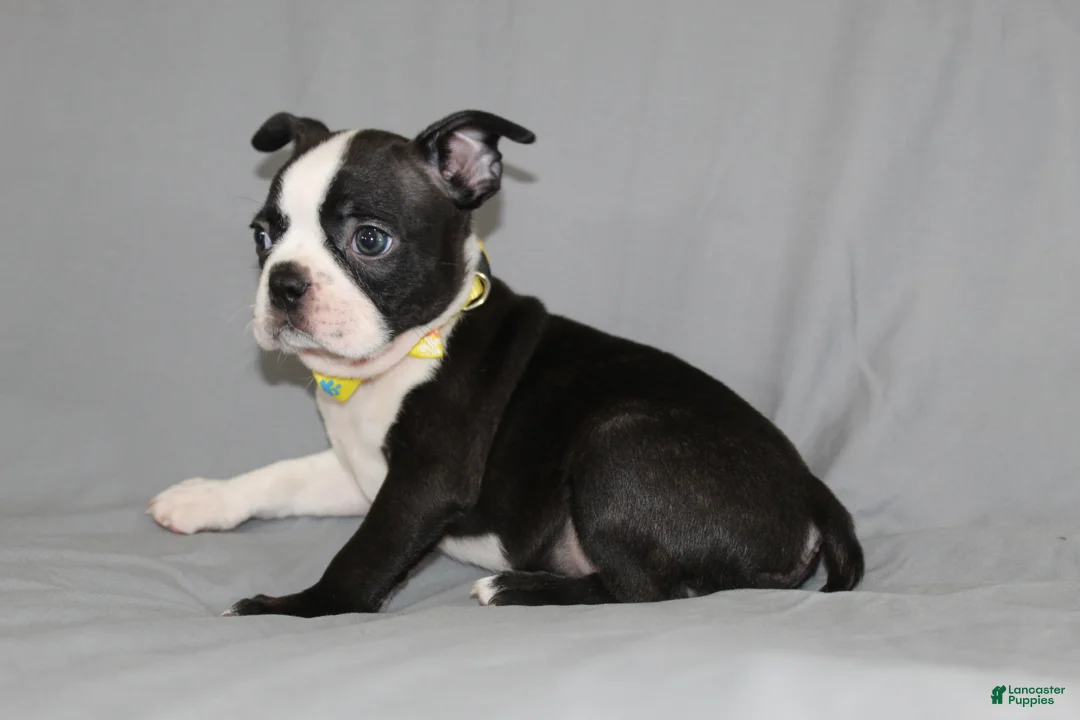 Boston Terrier dogs for sale: Daisy - Ad 2