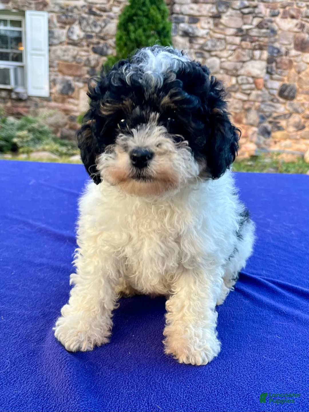 Mini Bernedoodle dogs for sale: Popsicle - Ad 2