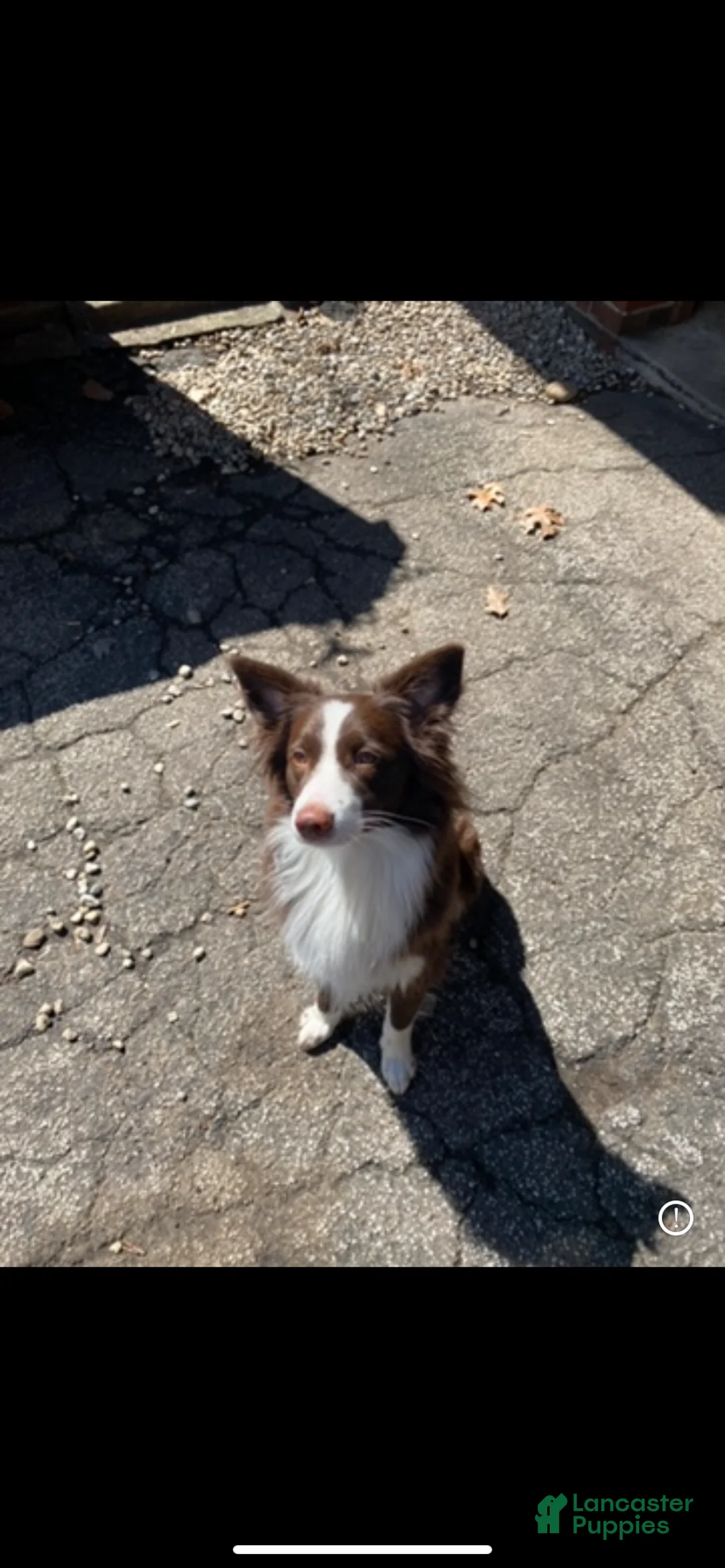 Mixed Breed dogs for sale: Mixed Breed Puppy 3 - Ad 2