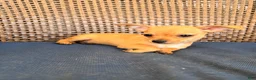 Chihuahua dogs for sale: Niko - Ad 5