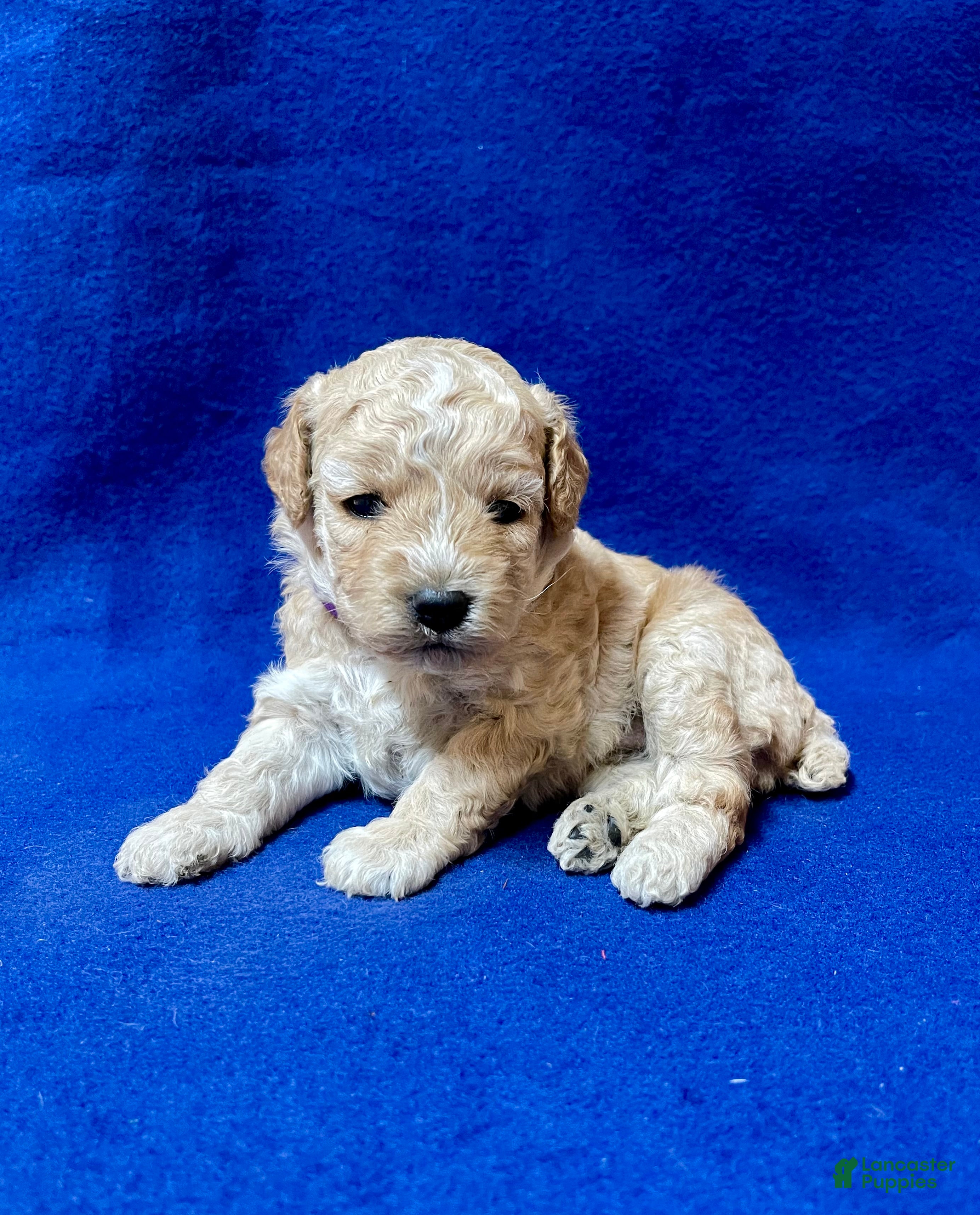 Cockapoo dogs Lavender  - Ad 1