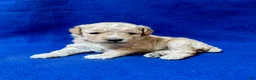 Cockapoo dogs for sale: Lavender  - Ad 1