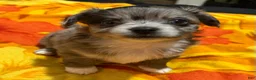 Mixed Breed dogs for sale: Bentley - Ad 2