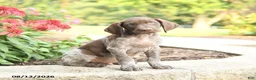 German Shorthaired Pointer dogs for sale: Ben - Ad 3