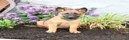 Belgian Malinois dogs for sale: Zara - Ad 5