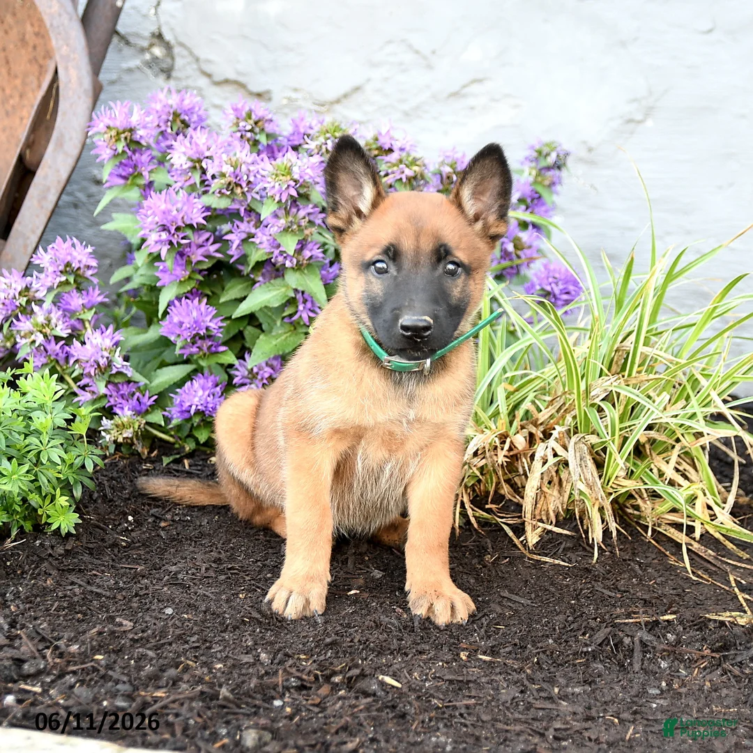 Belgian Malinois dogs for sale: Zara - Ad 5