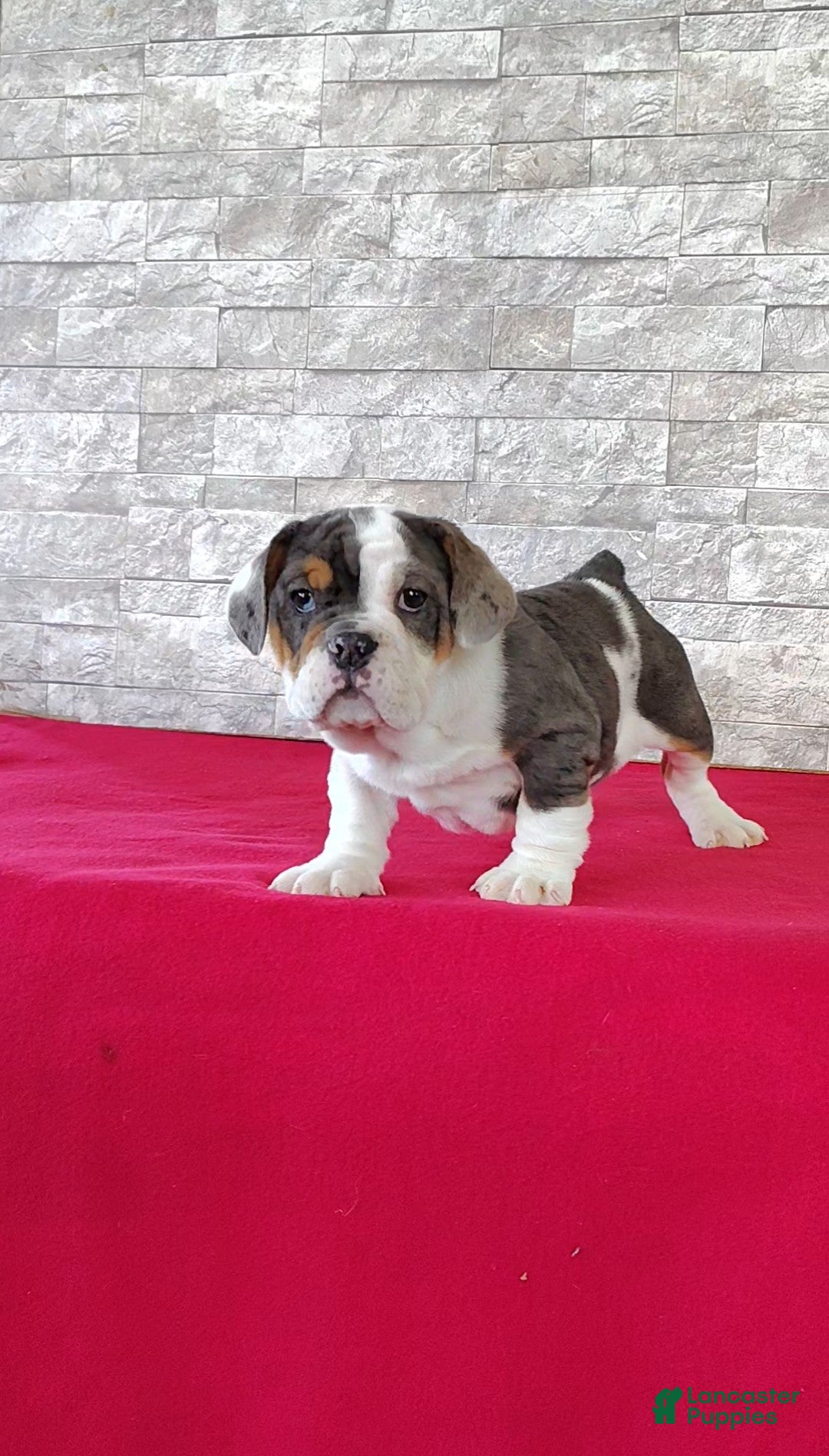 Beabull dogs Brenda - Ad 2