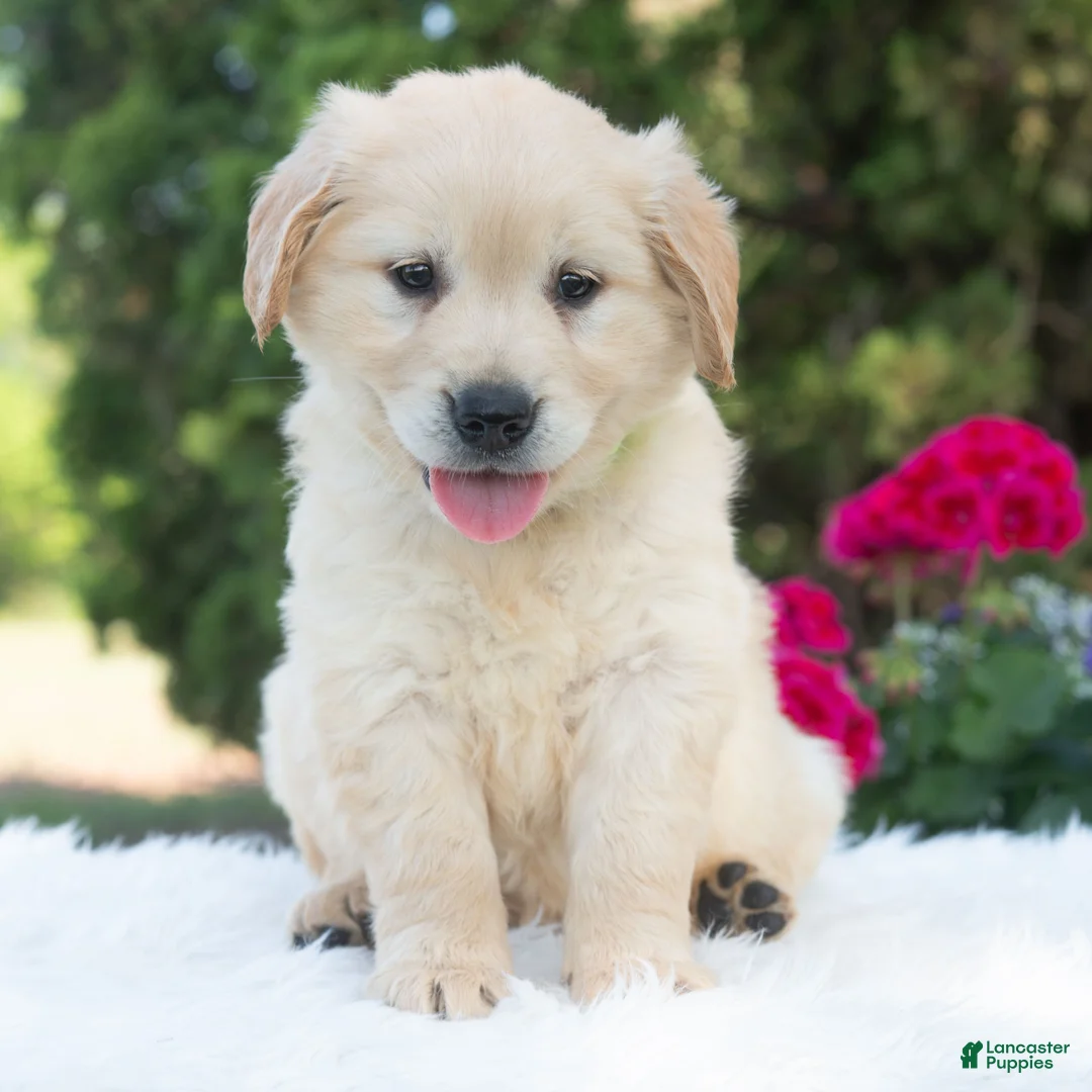 Golden Retriever dogs for sale: Bluebelle  - Ad 2
