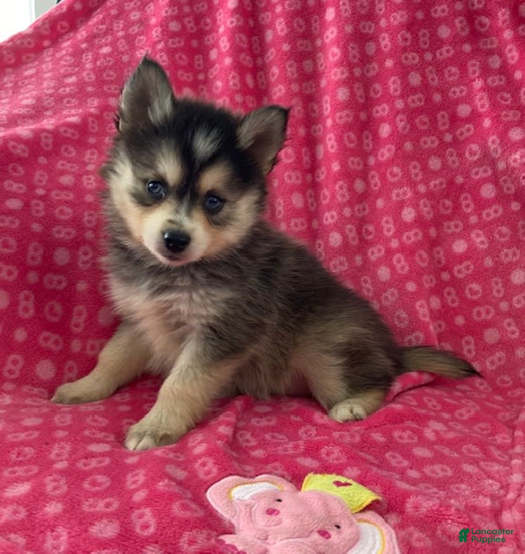 Gallery Image {{count}}