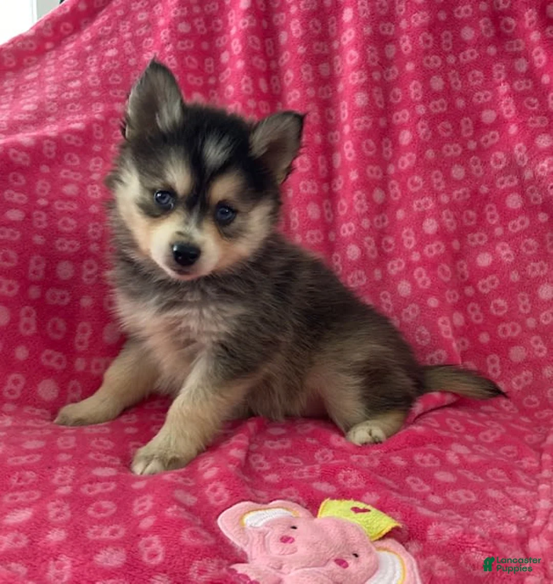 Gallery Image {{count}}