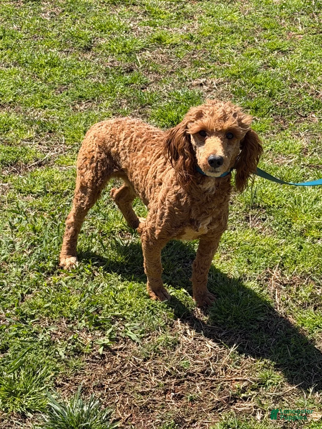 Miniature Poodle dogs for sale: Jack - Ad 2