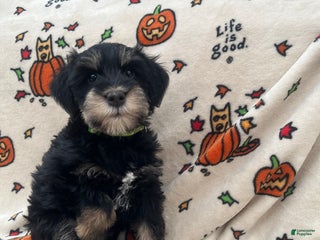 Miniature Schnauzer dogs - Ad 28