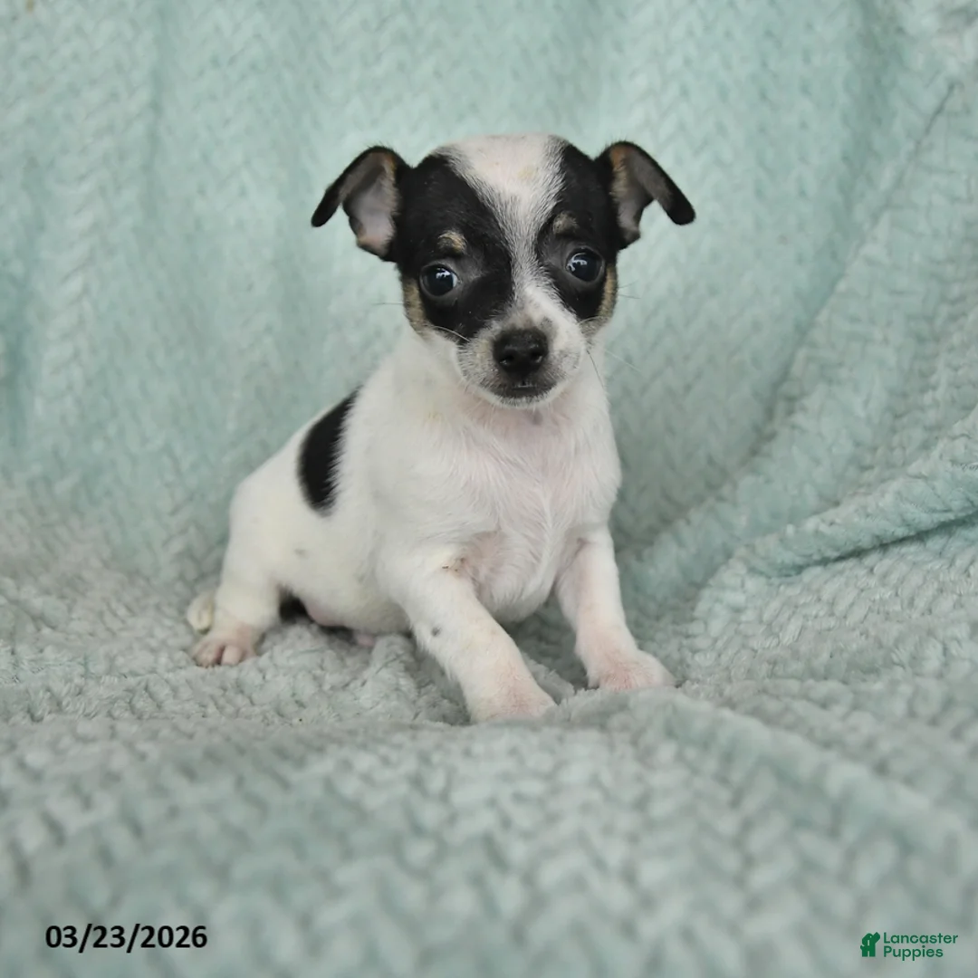 Chihuahua dogs for sale: Eli  - Ad 1