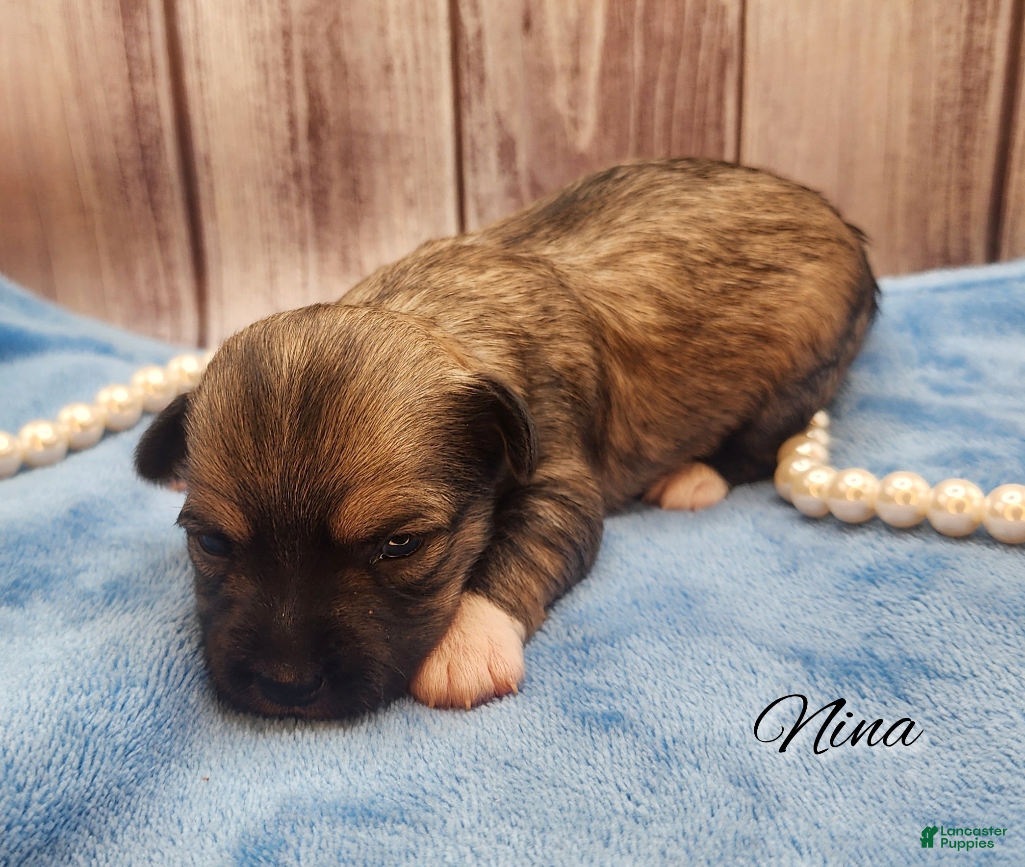 Mixed Breed dogs Nina - Ad 5