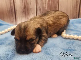 Mixed Breed dogs Nina - Ad 7