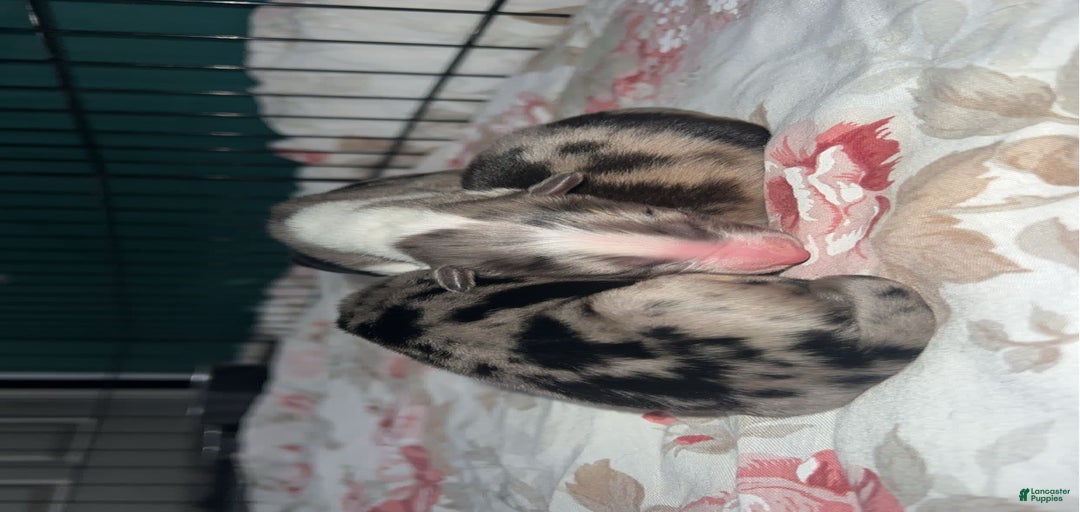 Gallery Image {{count}}