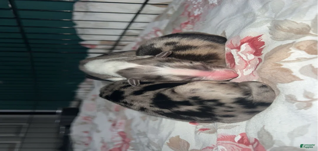 Gallery Image {{count}}