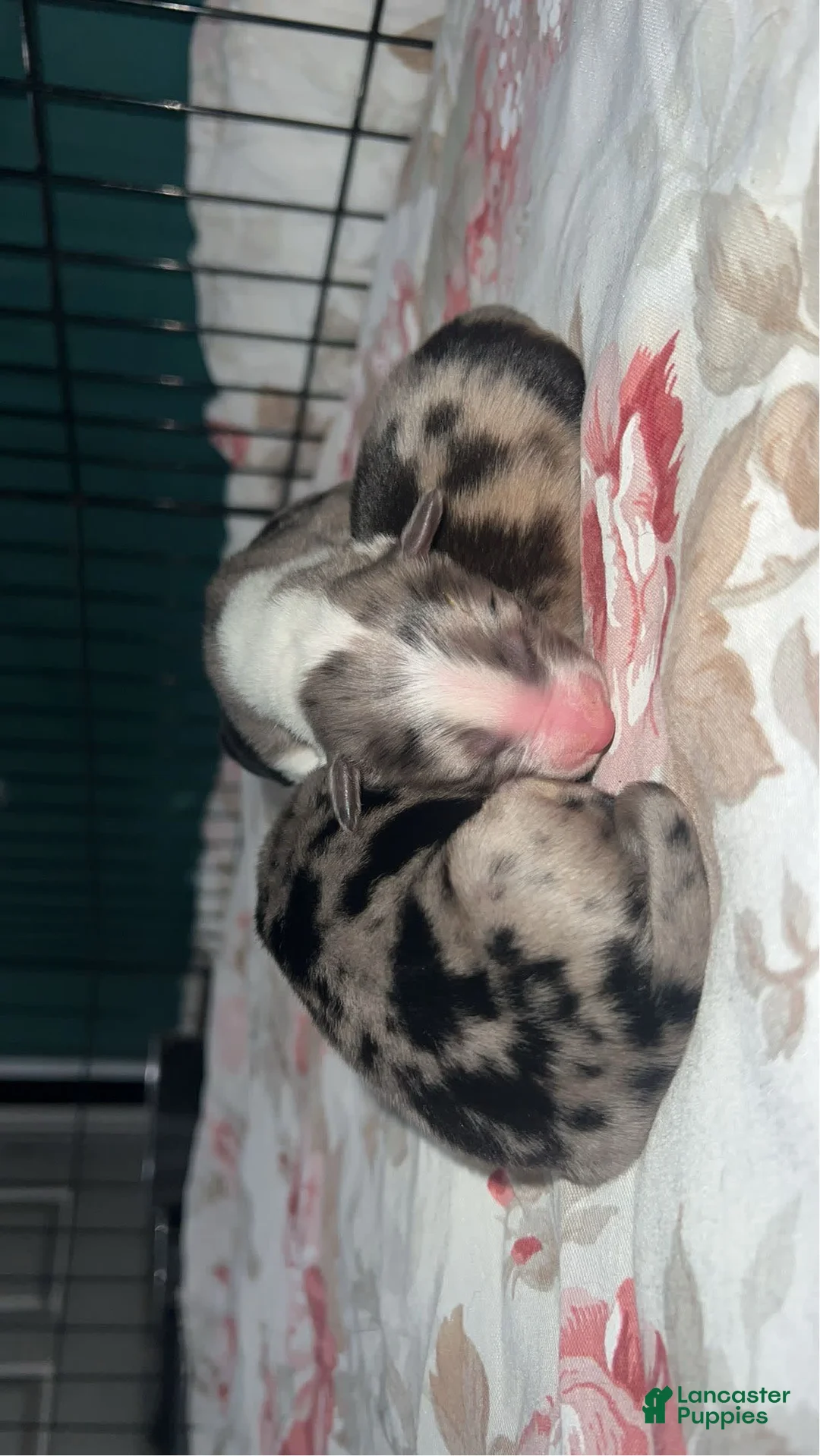 Gallery Image {{count}}