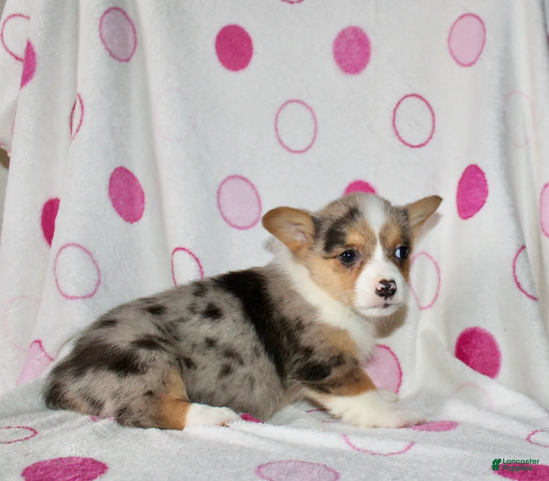 Welsh Corgi Pembroke dogs for sale: Kayla - Ad 6