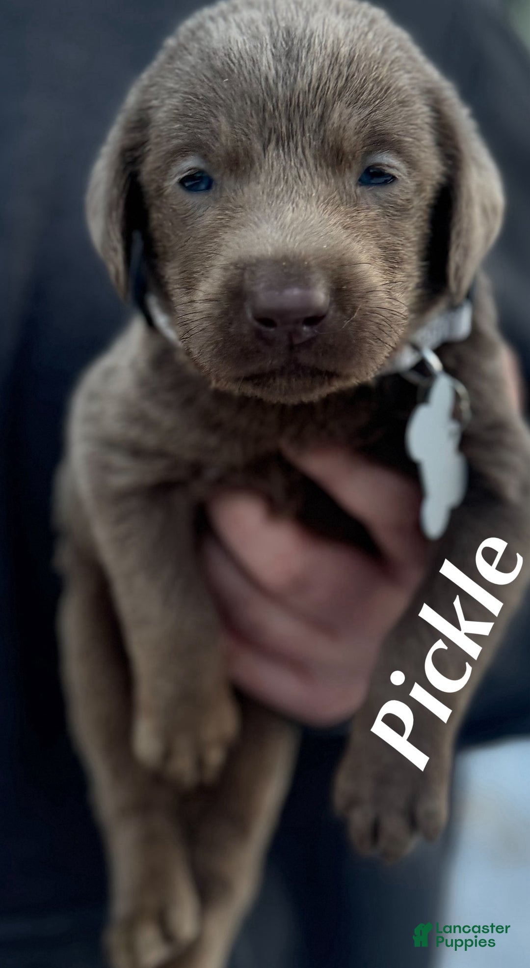 Labrador Retriever dogs for sale: Labrador Retriever Puppy 1 - Ad 3