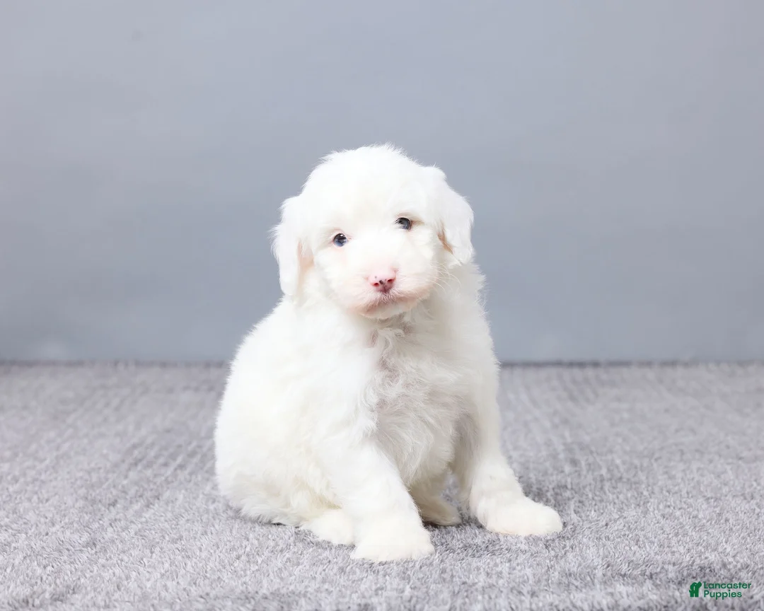 Sheepadoodle dogs for sale: Addison - Ad 7