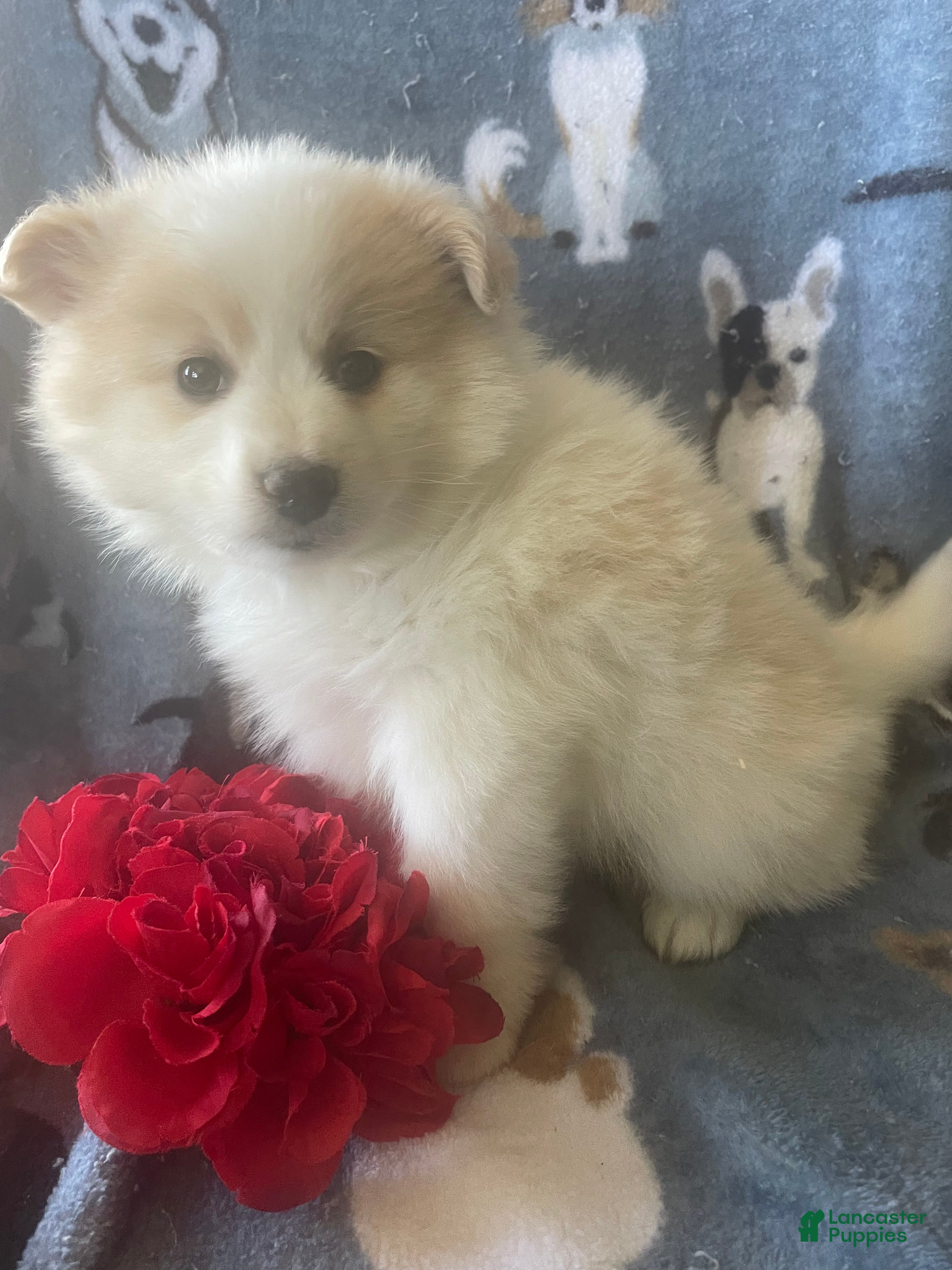 Pomeranian dogs Quinn - Ad 42