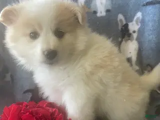 Pomeranian dogs Quinn - Ad 42