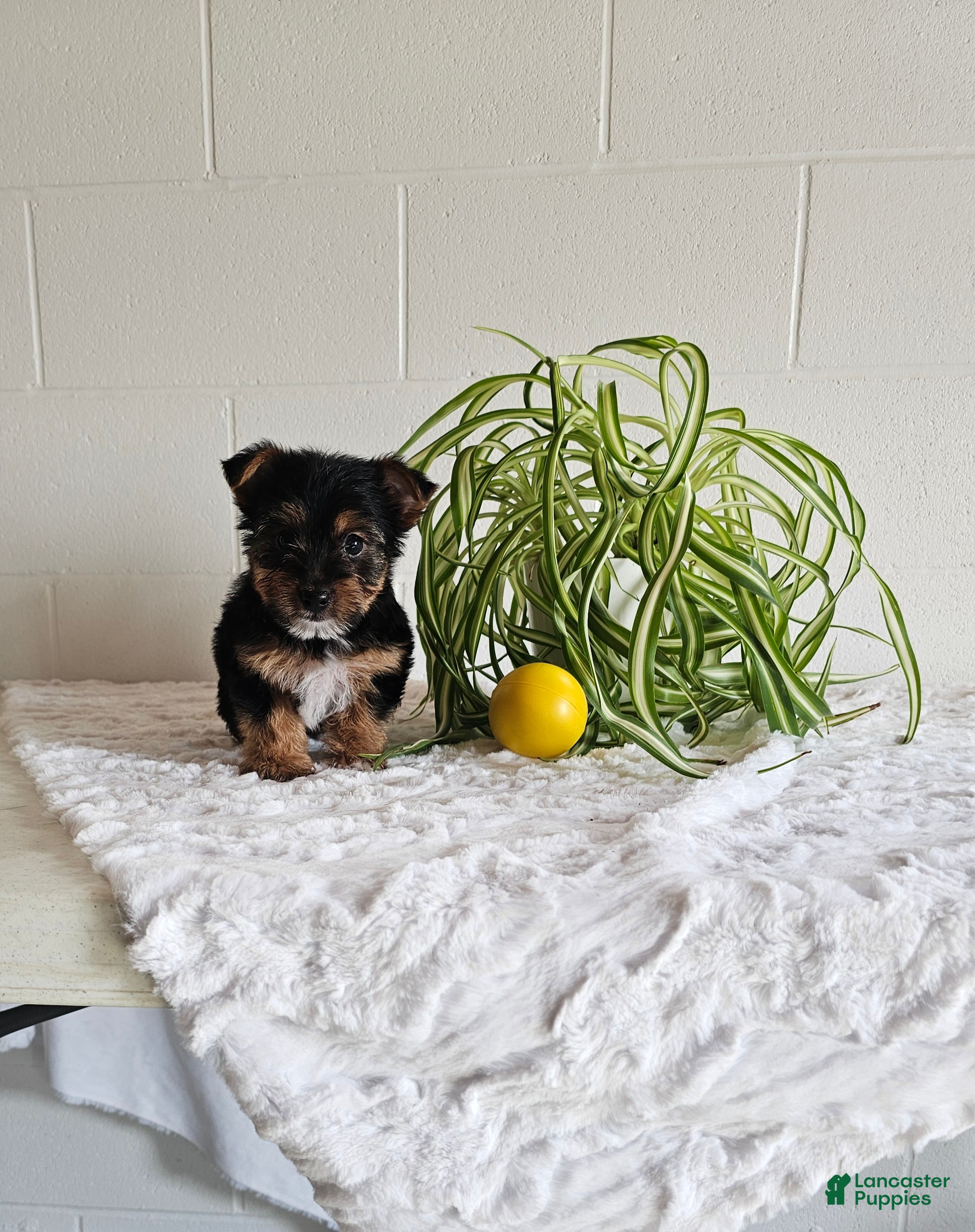 Yorkshire Terrier dogs Tyler - Ad 1