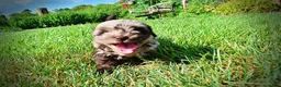 Havapoo dogs for sale: Heavenly - Ad 18