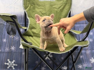 French Bulldog dogs Tank - Ad 30