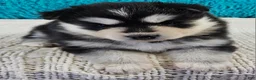 Pomsky dogs for sale: Gina  - Ad 3