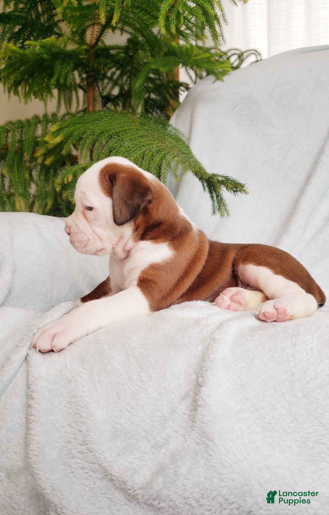 Boxer dogs for sale: Cinnamon - Ad 1