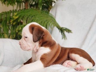 Boxer dogs Cinnamon - Ad 13