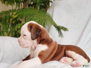 Boxer dogs Cinnamon - Ad 40