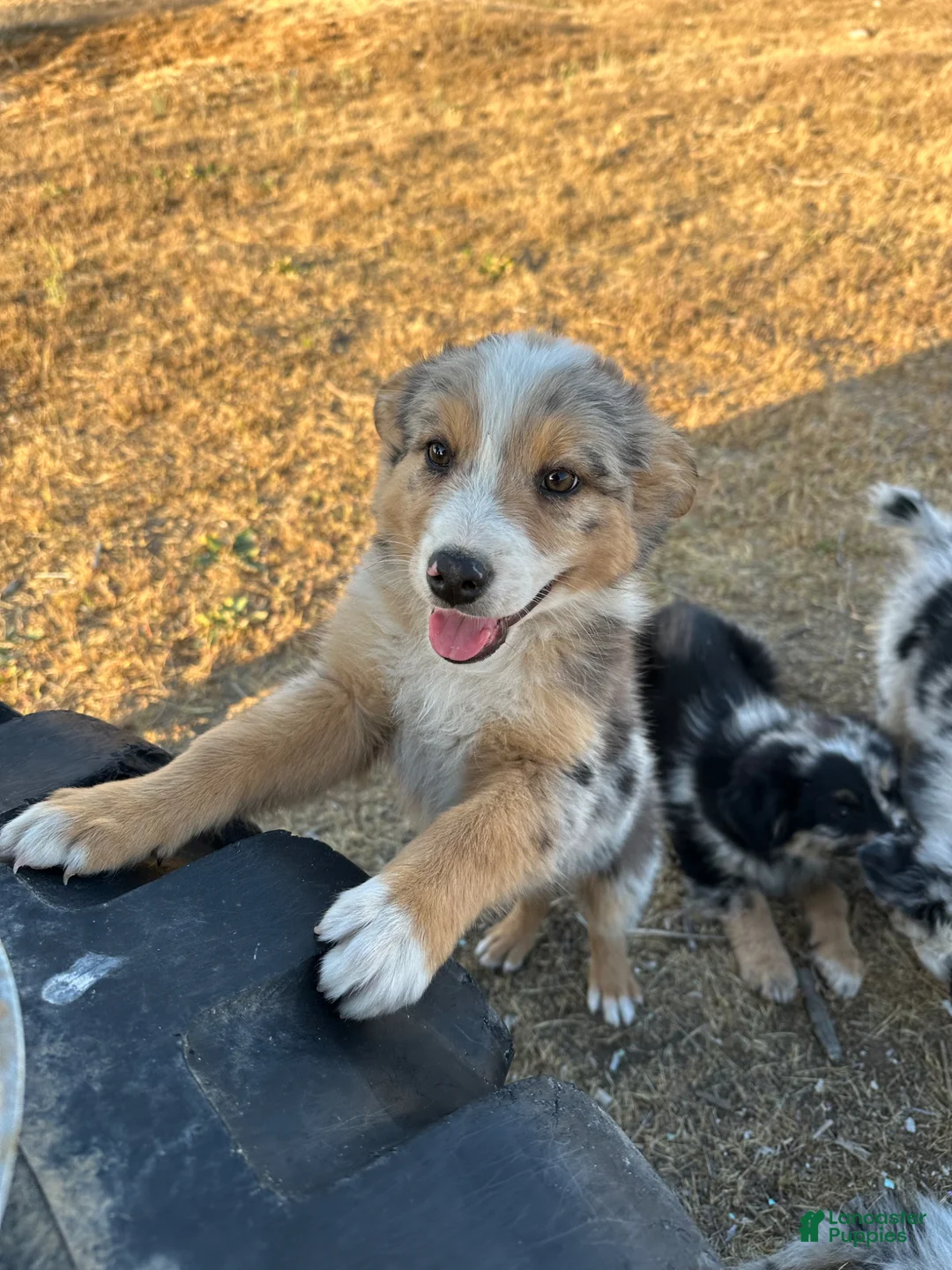 Mixed Breed dogs for sale: Chaga - Ad 1