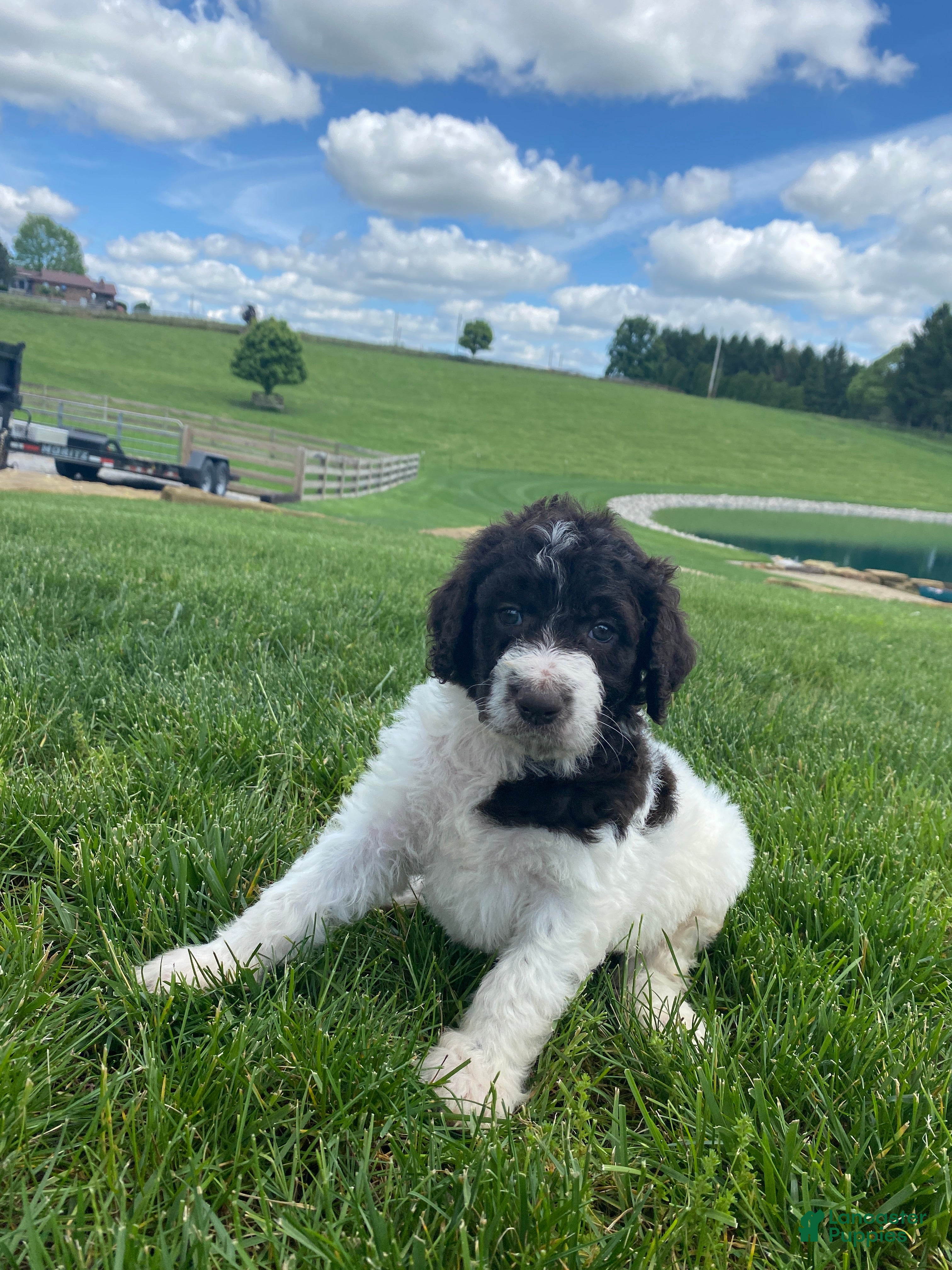 Labradoodle dogs F1bb Leo - Ad 2