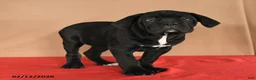 Cane Corso dogs for sale: Maggie - Ad 1