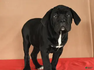 Cane Corso dogs Maggie - Ad 1