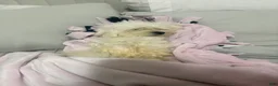 Maltese dogs for sale: Beep - Ad 2