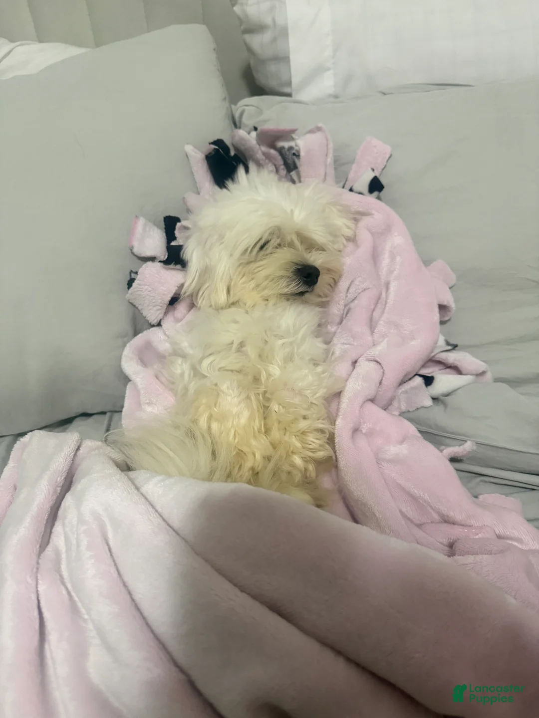 Maltese dogs for sale: Beep - Ad 2